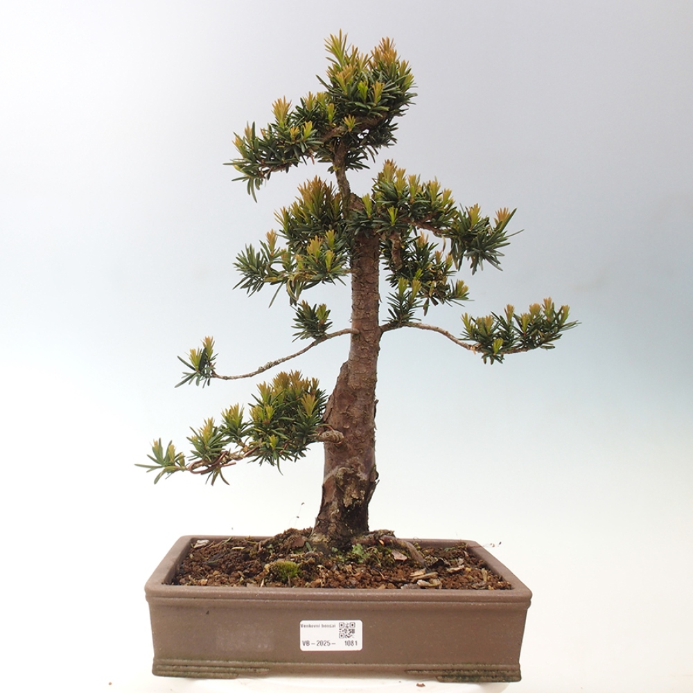 Bonsai für draußen - Taxus cuspidata - Japanische Eibe