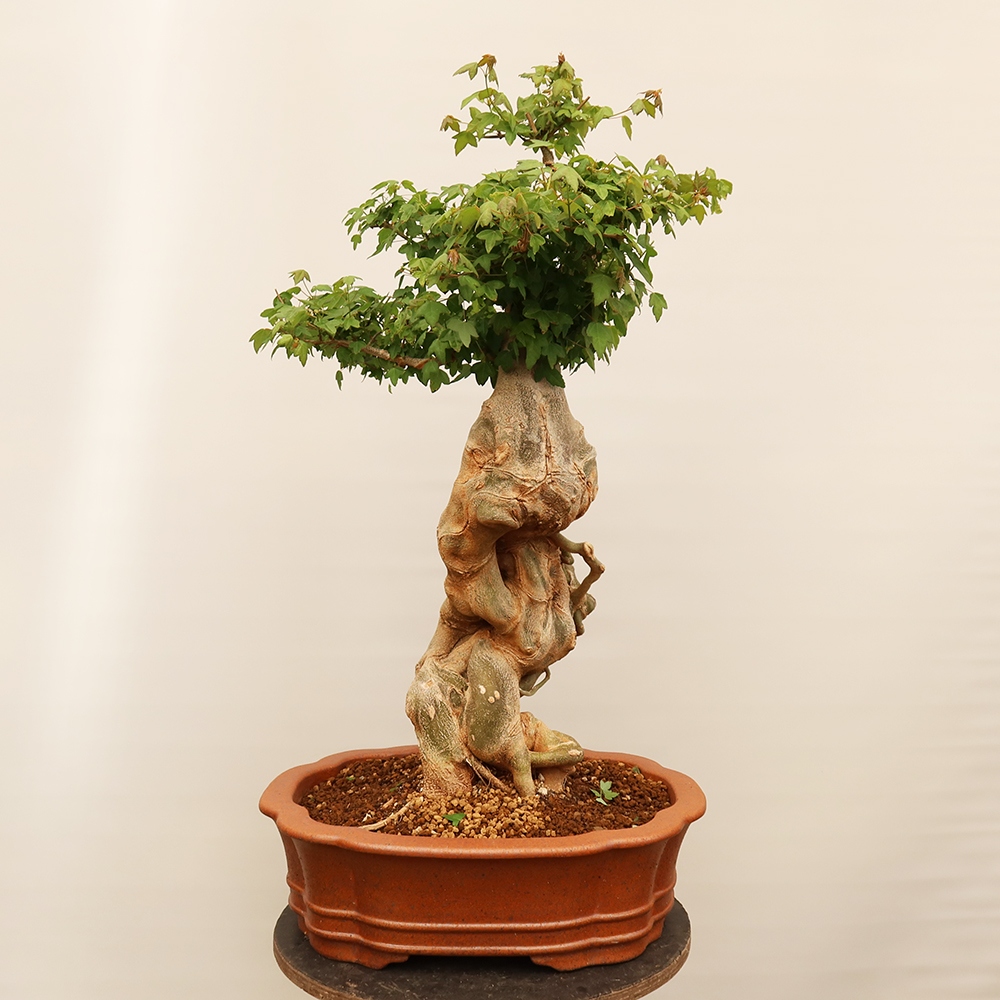 Bonsai für draußen - Ahorn Burger - Acer Burgerianum