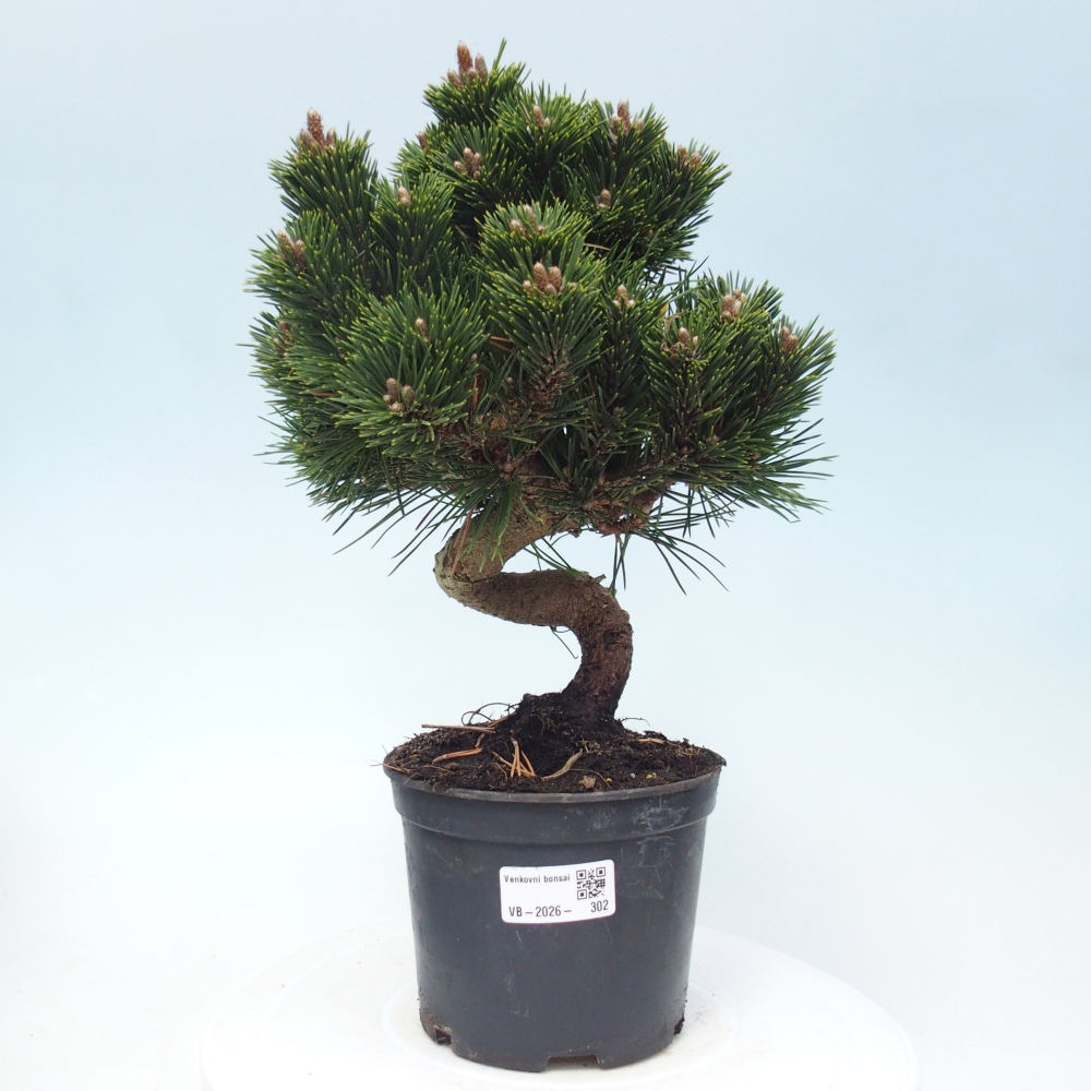 Bonsai für draußen - Pinus thunbergii senjyumaru - Thunberg-Kiefer