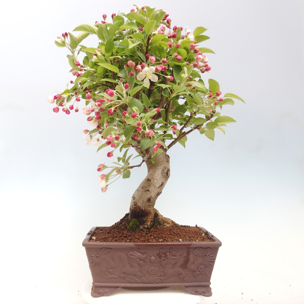 Outdoor-Bonsai -Malus halliana - Kleinfrüchtiger Apfelbaum