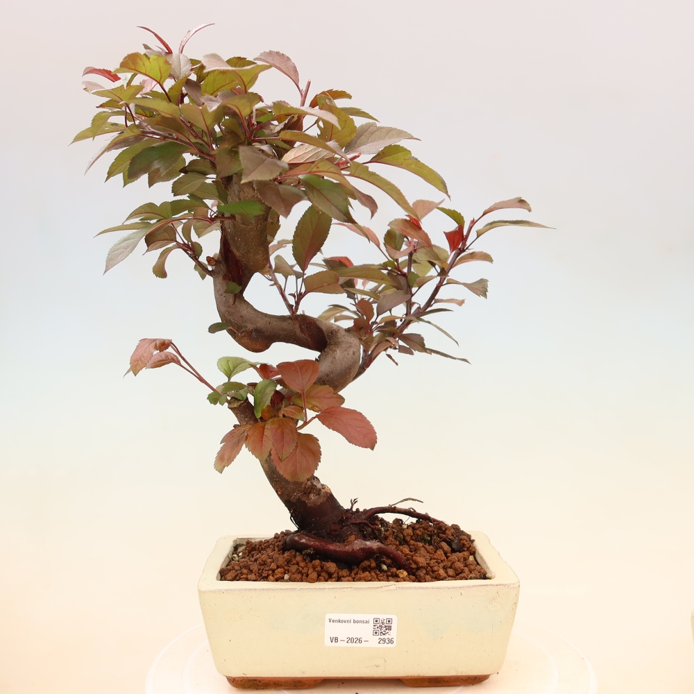 Outdoor-Bonsai -Malus domestica - Kleinfrüchtiger rotblättriger Apfelbaum