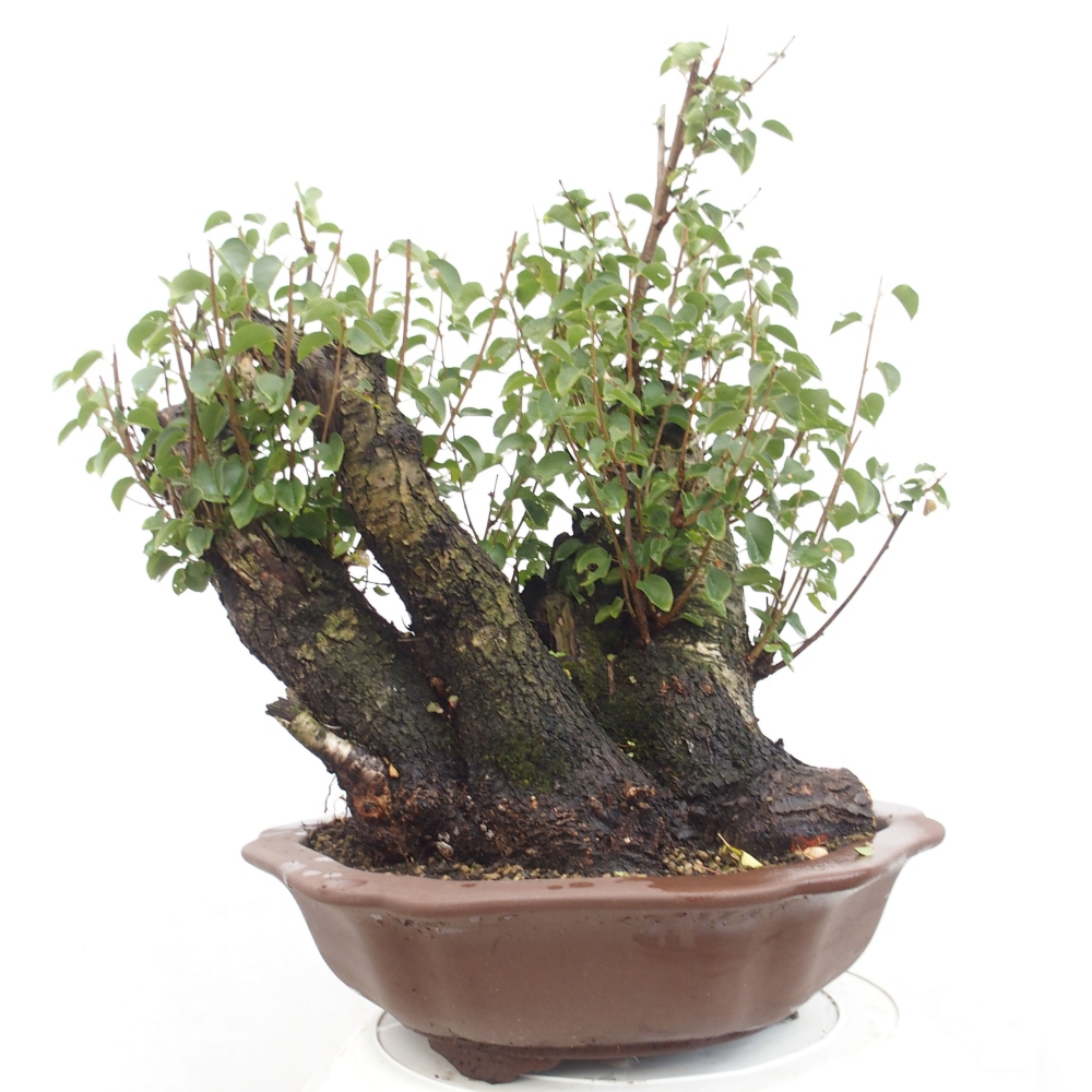 Bonsai für draußen - Mahalebka - Prunus mahaleb