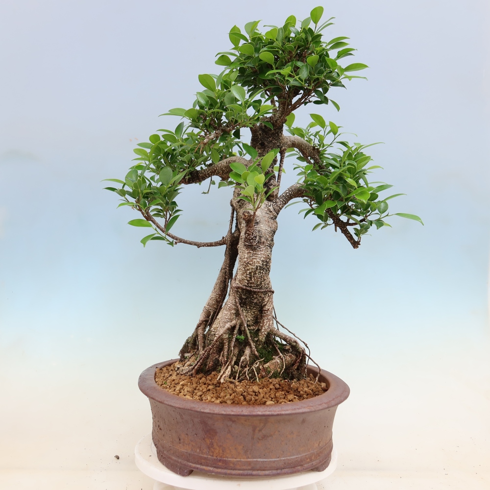 Zimmerbonsai - Ficus kimmen - Kleinblättriger Ficus