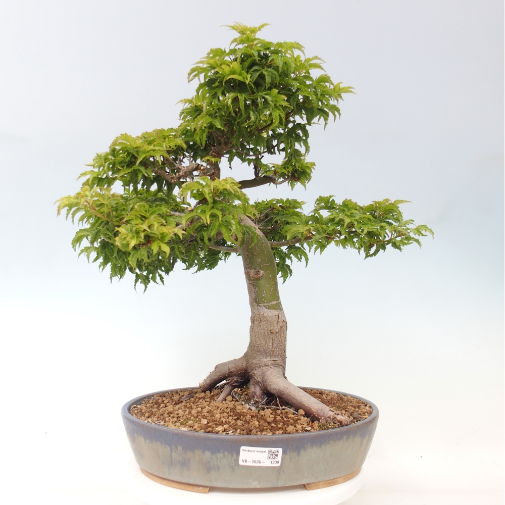 Bonsai für draußen -Javor-Palme Acer palmatum Shishigashira