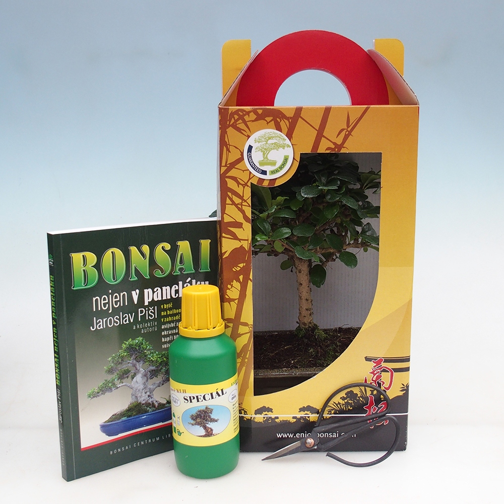 Zimmerbonsai im Geschenkkarton Carmona microphylla - Tee fuki