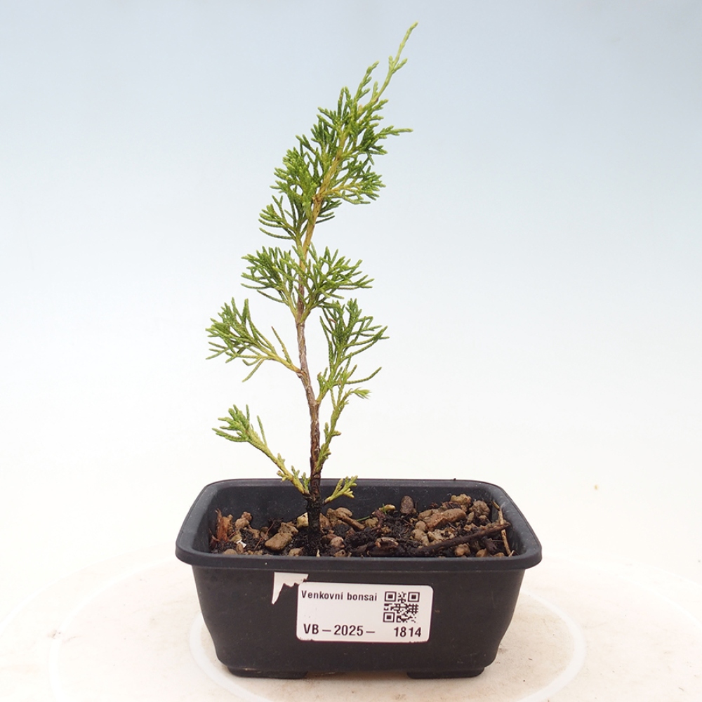 Bonsai für draußen - Juniperus chinensis Itoigawa