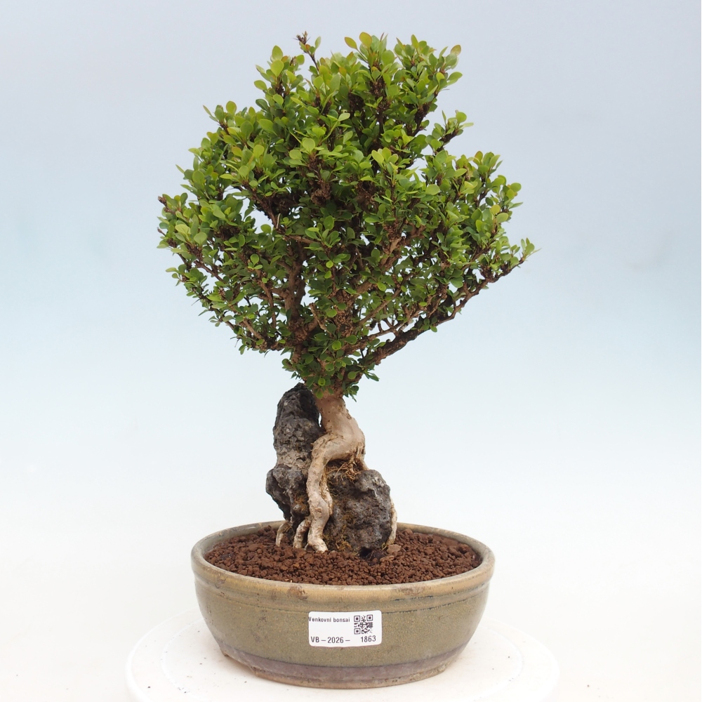 Bonsai für draußen - Berberis coreana