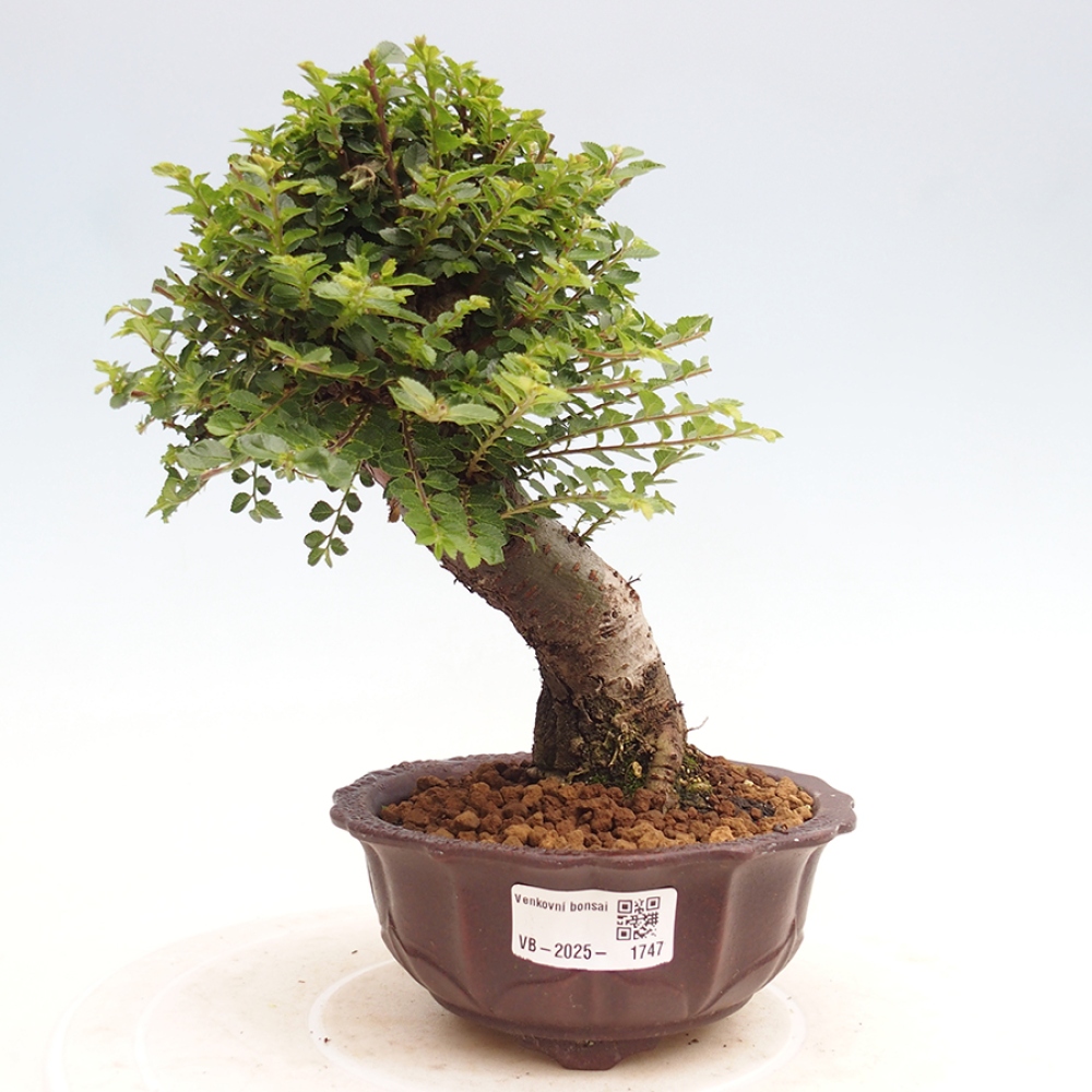 Bonsai für draußen - Ulmus parvifolia Hokkaido - Chinesische Ulme