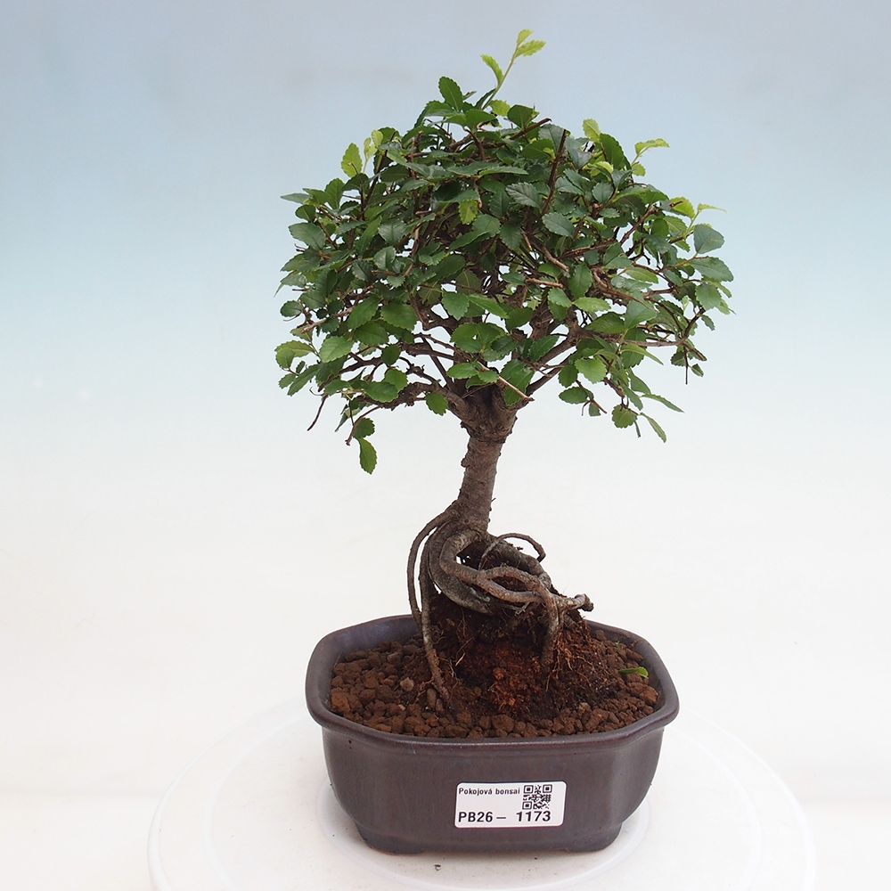 Zimmerbonsai - Ulmus parvifolia - Kleinblättrige Ulme