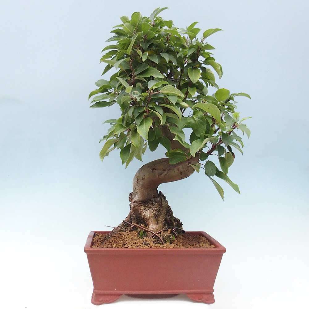 Outdoor-Bonsai -Malus halliana - Kleinfrüchtiger Apfelbaum