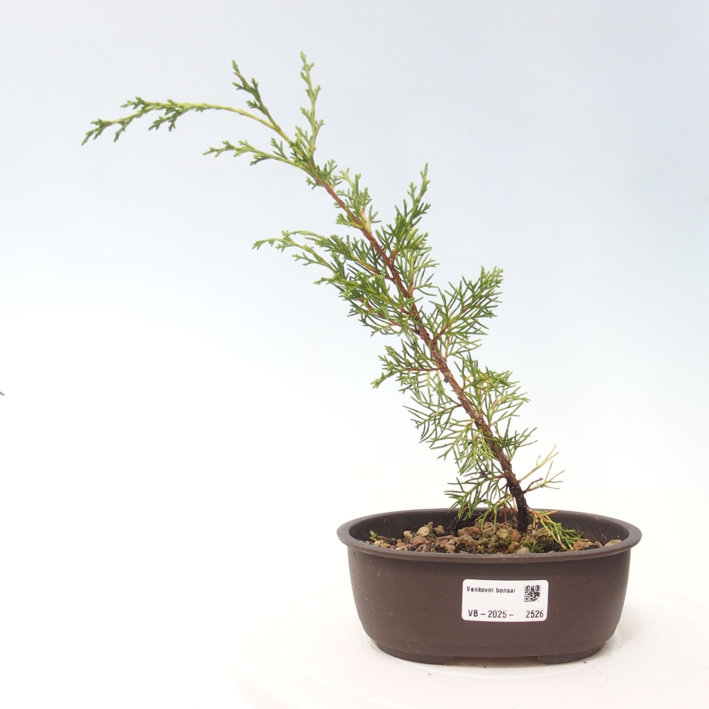 Bonsai für draußen - Juniperus chinensis Itoigawa