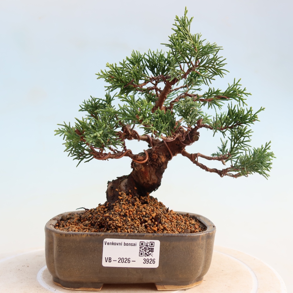 Bonsai für draußen - Juniperus chinensis Itoigawa