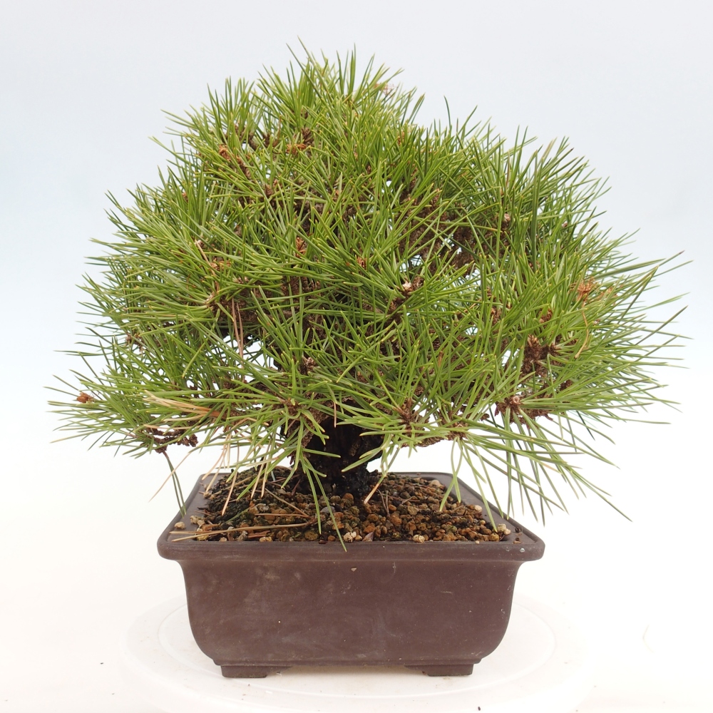 Bonsai für draußen - Pinus thunbergii - Thunberg-Kiefer