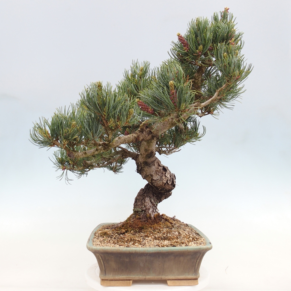 Bonsai für draußen - Pinus parviflora - Pinus parviflora