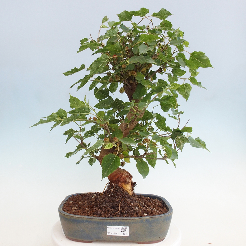 Bonsai für draußen -Morus alba - Maulbeere