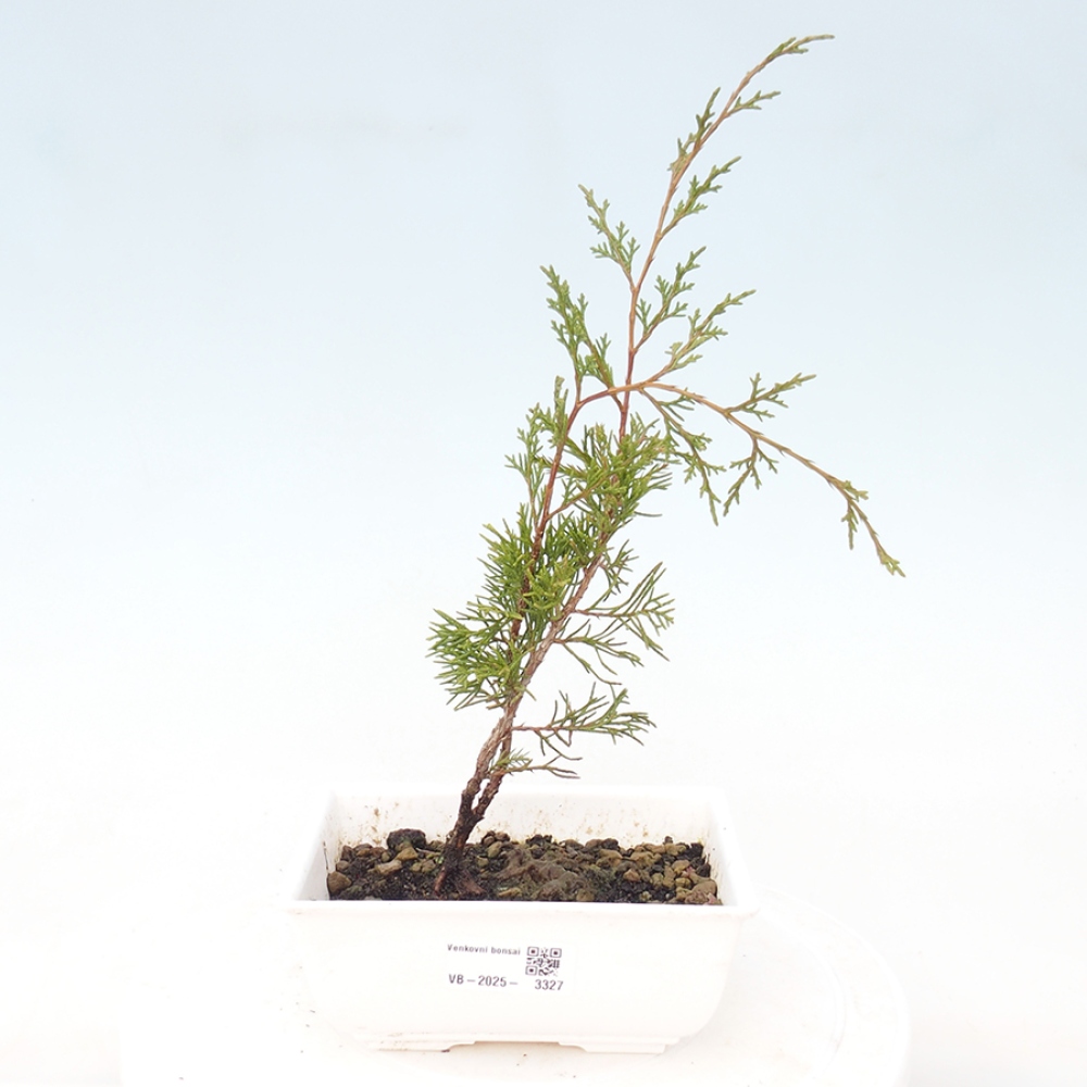 Bonsai für draußen - Juniperus chinensis Itoigawa