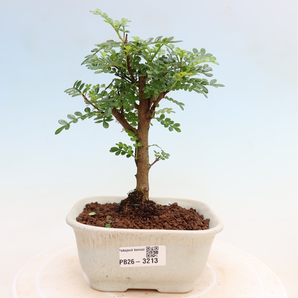 Zimmer Bonsai - Zantoxylum piperitum - Pfefferbaum