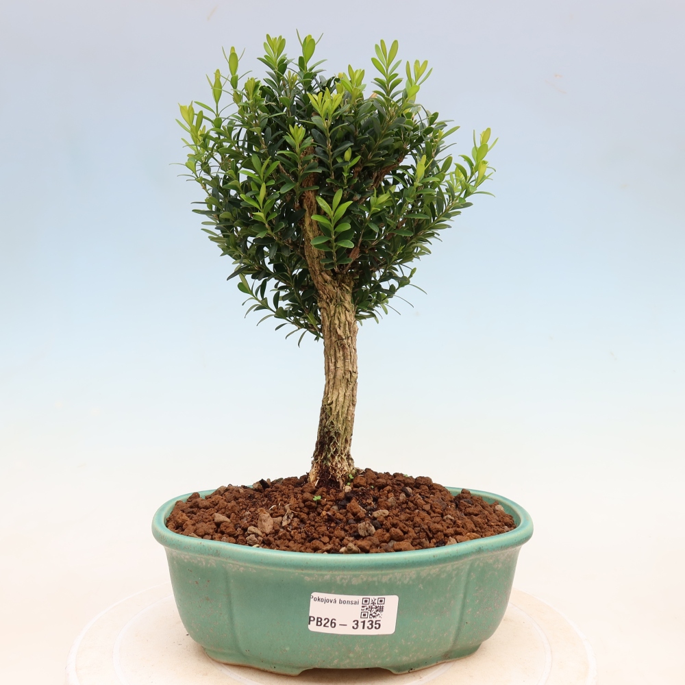 Zimmer Bonsai - Buxus harlandii - Korkbuxus