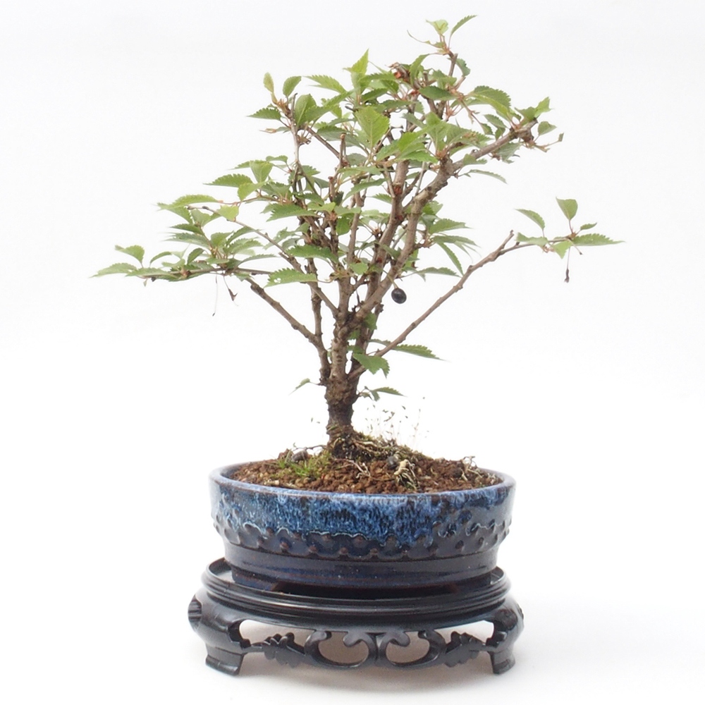 Kunststoff-Bonsai-Tisch rund 17,5 x 17,5 x 4 cm, Farbe schwarz