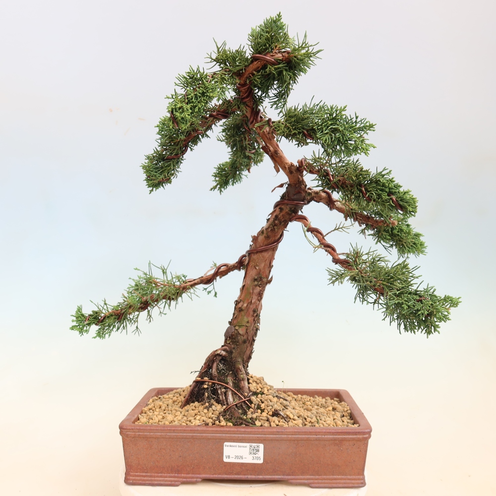Bonsai für draußen - Juniperus chinensis Kishu