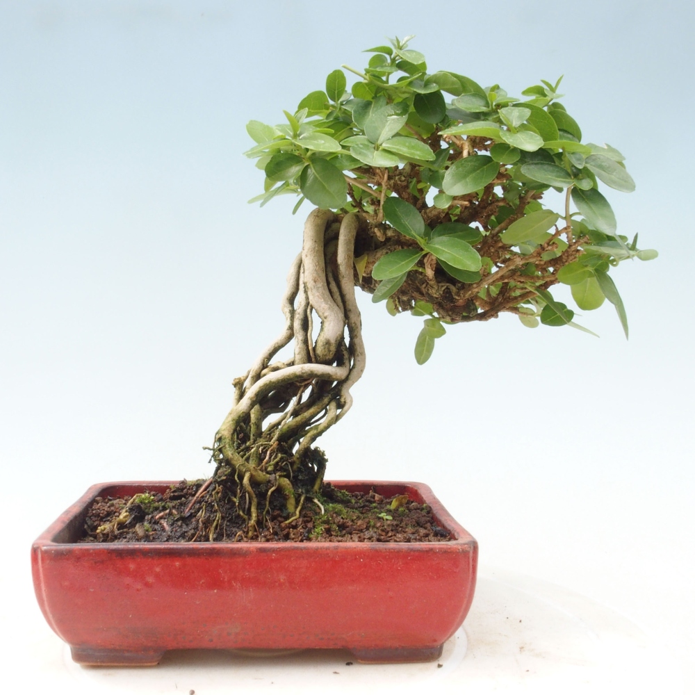 Zimmerbonsai - Premna serratifolia - Kozlovna malolista