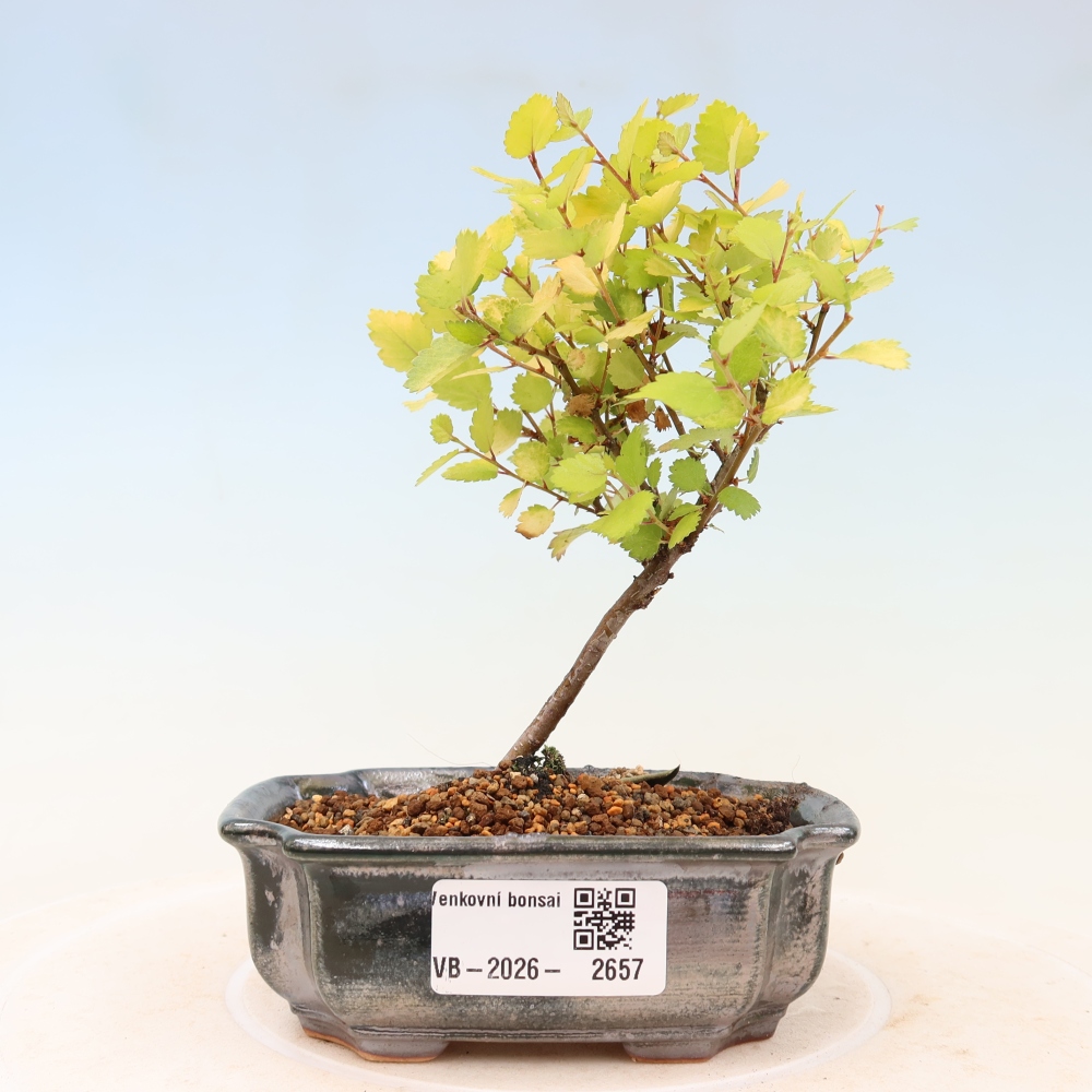 Bonsai für den Außenbereich – Zwergbirke – Betula NANA Golden Treasure