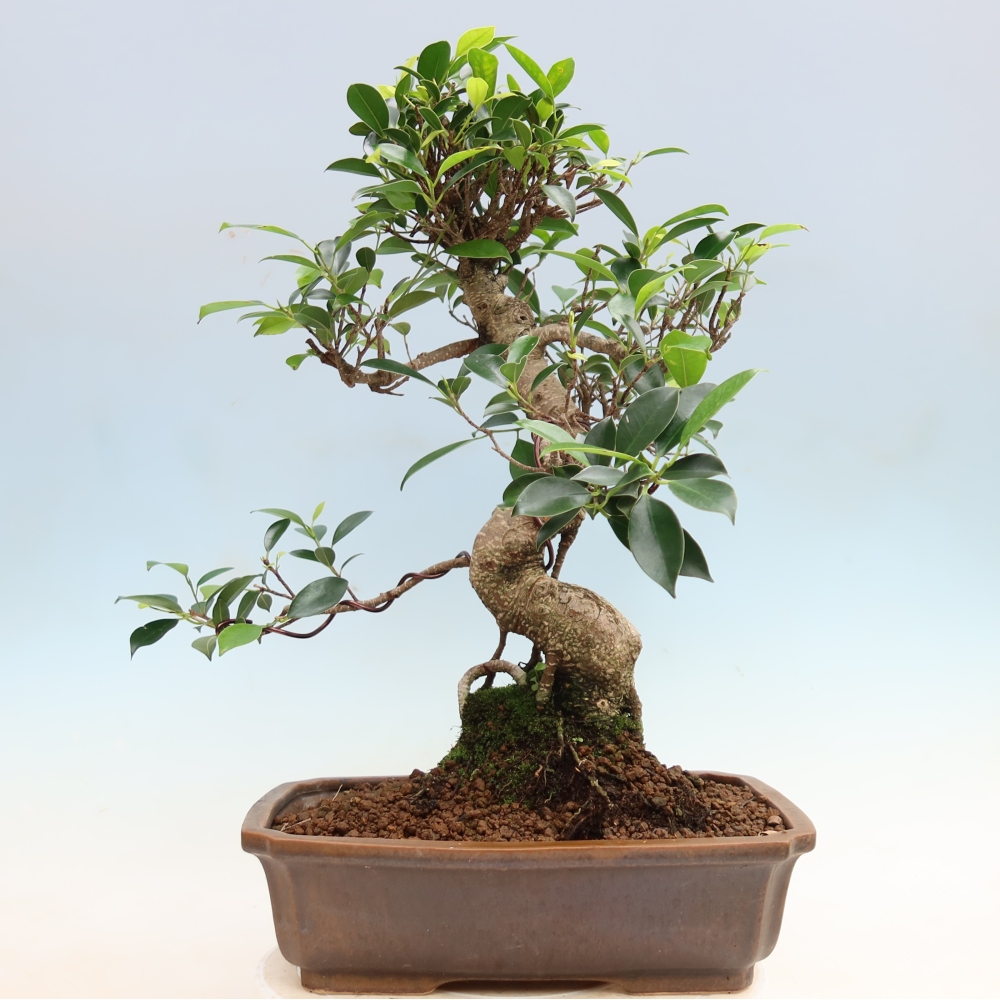 Zimmerbonsai - Ficus kimmen - Kleinblättriger Ficus