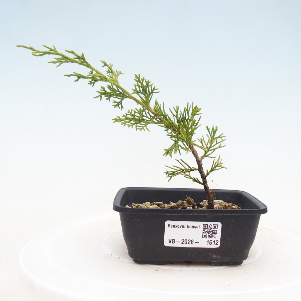 Bonsai für draußen - Juniperus chinensis Itoigawa
