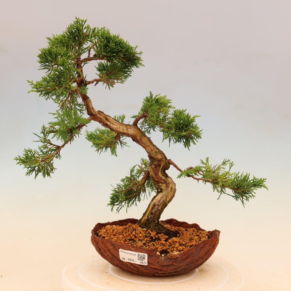 Bonsai für draußen - Juniperus chinensis Itoigawa
