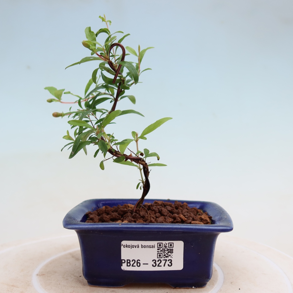 Zimmer-Bonsai-PUNICA granatum nana-Apfel-Granatapfel