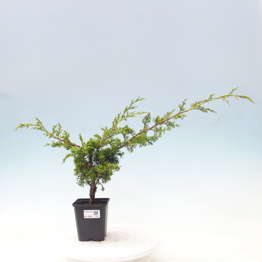 Bonsai für draußen - Juniperus chinensis Itoigawa