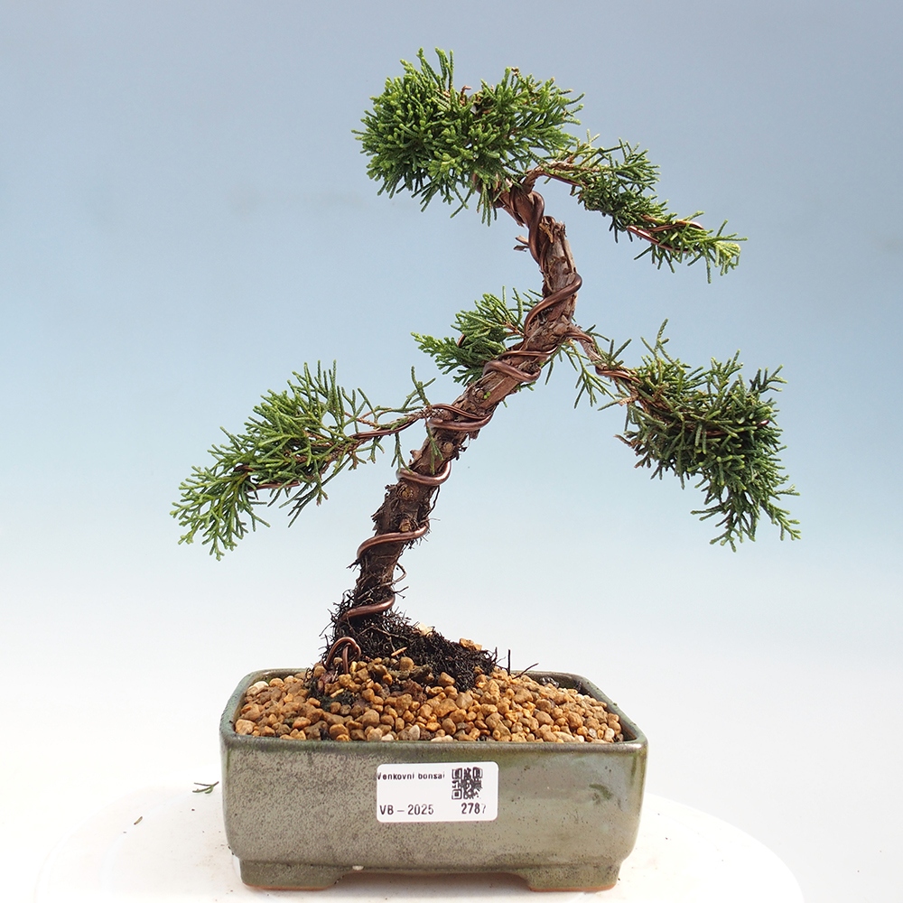 Bonsai für draußen - Juniperus chinensis Kishu