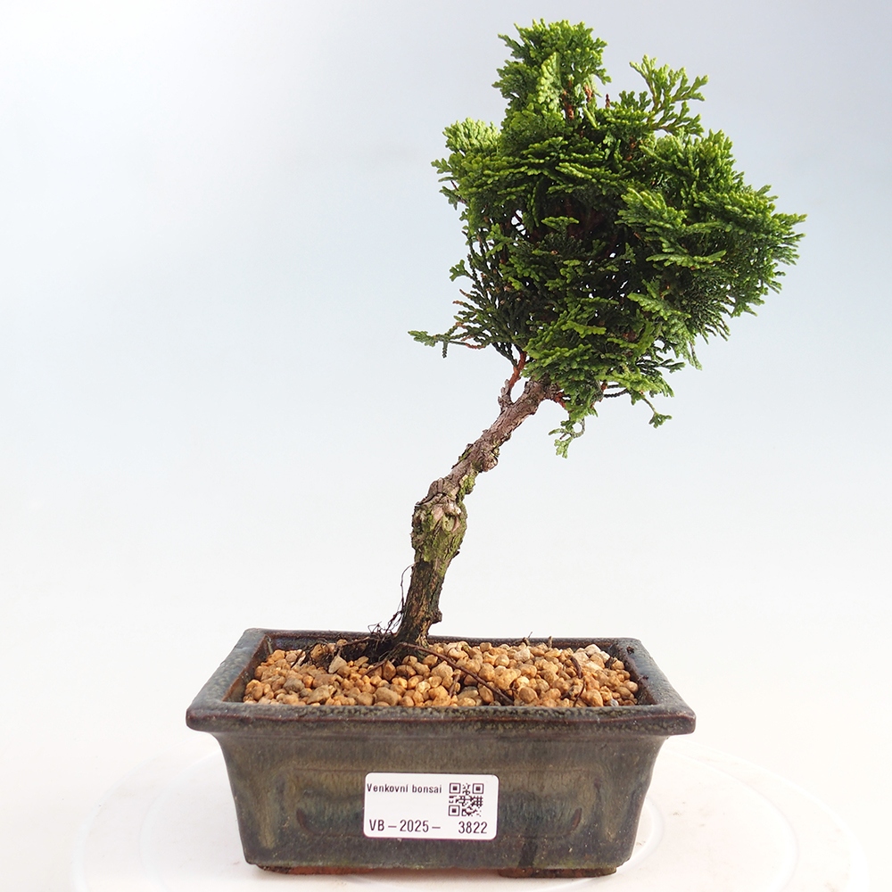 Bonsai für draußen - Cham.pis obtusa Nana Gracilis - Zypresse