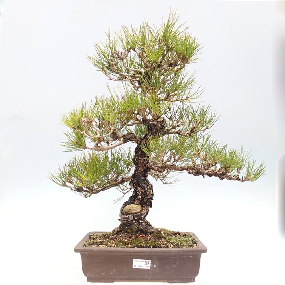 Bonsai für draußen - Pinus thunbergii - Thunberg-Kiefer