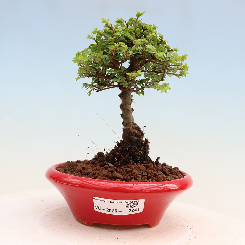 Bonsai für draußen - Ulmus parvifolia Sagei - Kleinblättrige Ulme