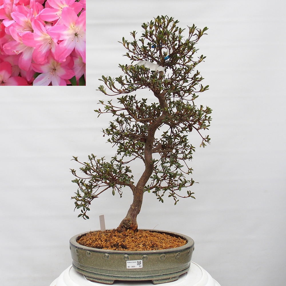 Bonsai für draußen - Japanische Azalee - Azalee Akari