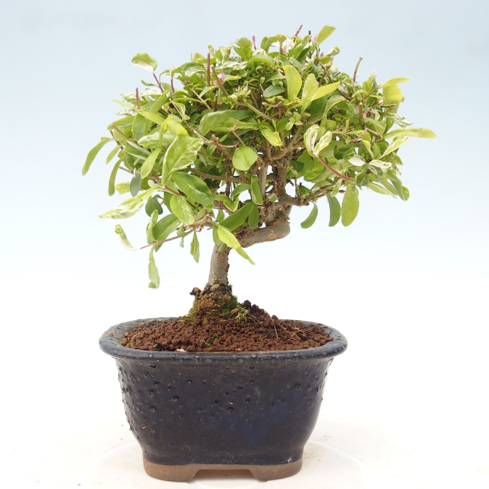Bonsai für draußen - Ligustrum obtusifolium