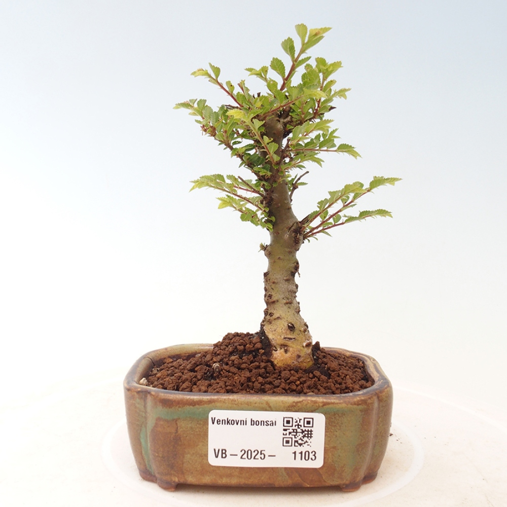 Bonsai für draußen - Ulmus parvifolia Sagei - Kleinblättrige Ulme
