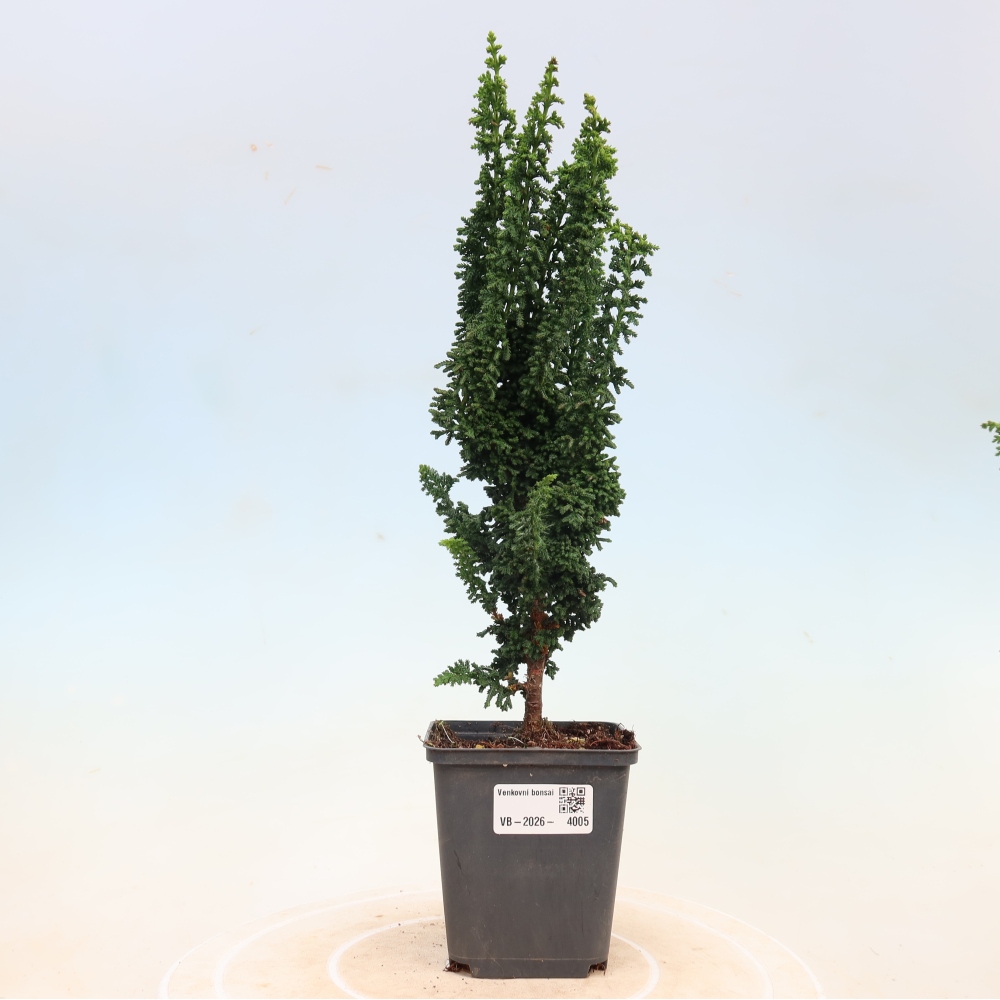 Bonsai für draußen - Cham. obtusa SEKKA HINOKI - Zypresse
