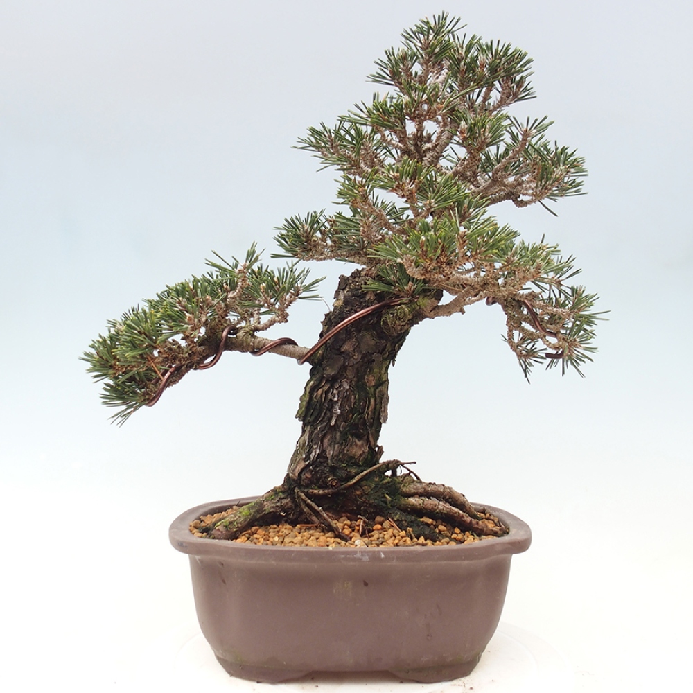 Bonsai für draußen - Pinus thunbergii Kotobuki - Thunberg-Kiefer