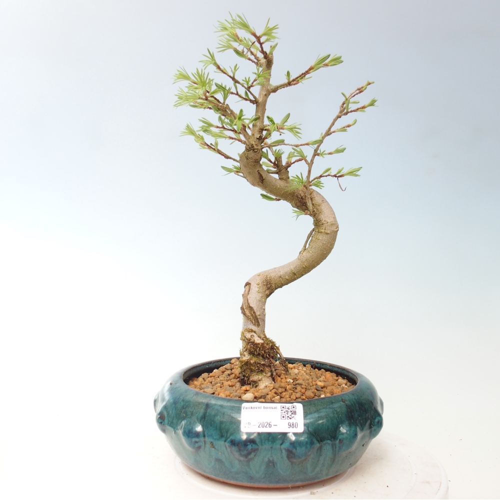 Bonsai für draußen -Pseudolarix amabis-Pseudolarix amabis