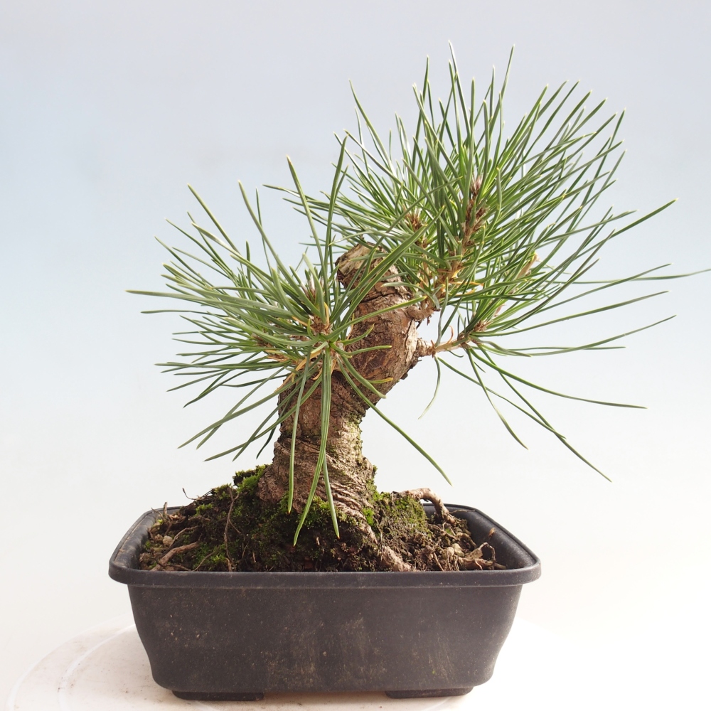 Bonsai für draußen - Pinus thunbergii - Thunberg-Kiefer