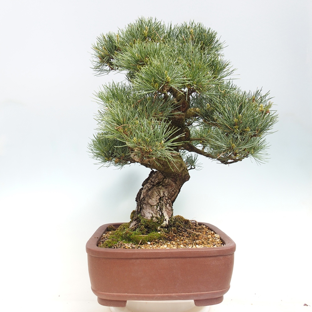 Bonsai für draußen - Pinus parviflora - Pinus parviflora