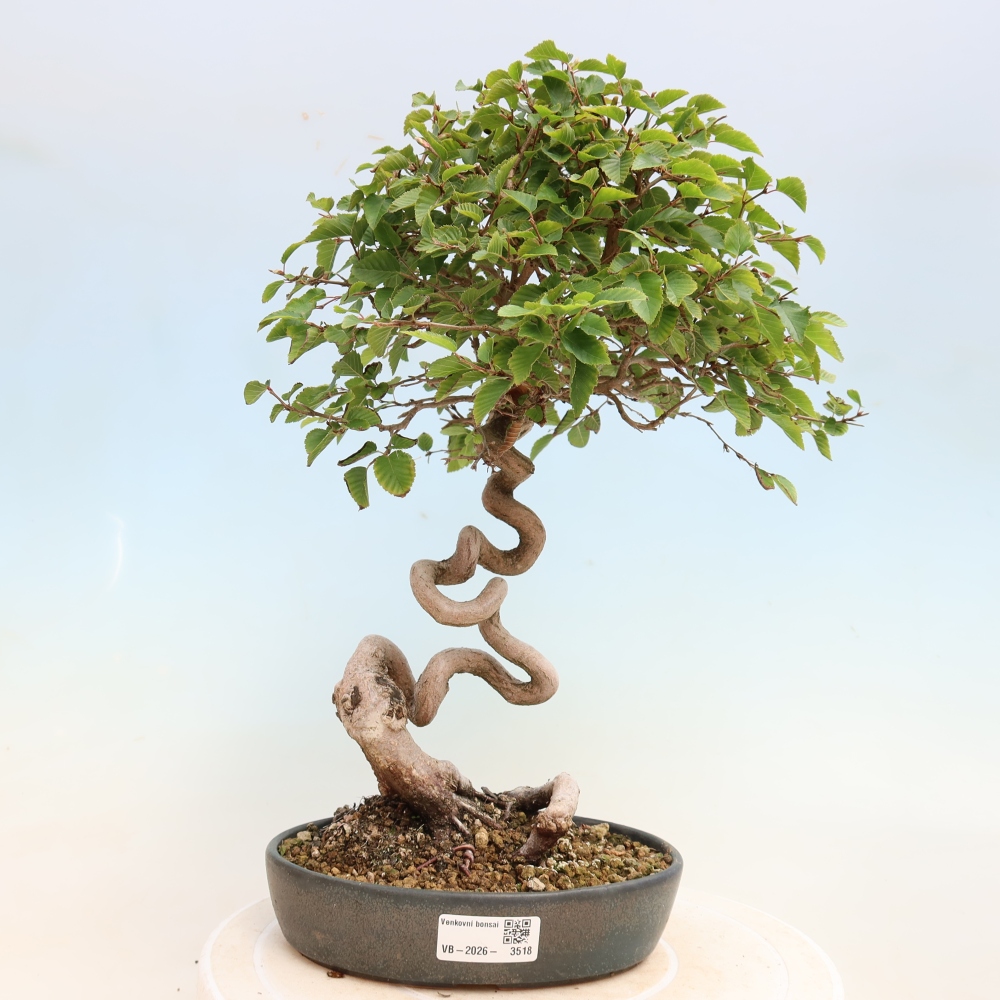 Bonsai für draußen -Carpinus CARPINOIDES - Koreanische Hainbuche