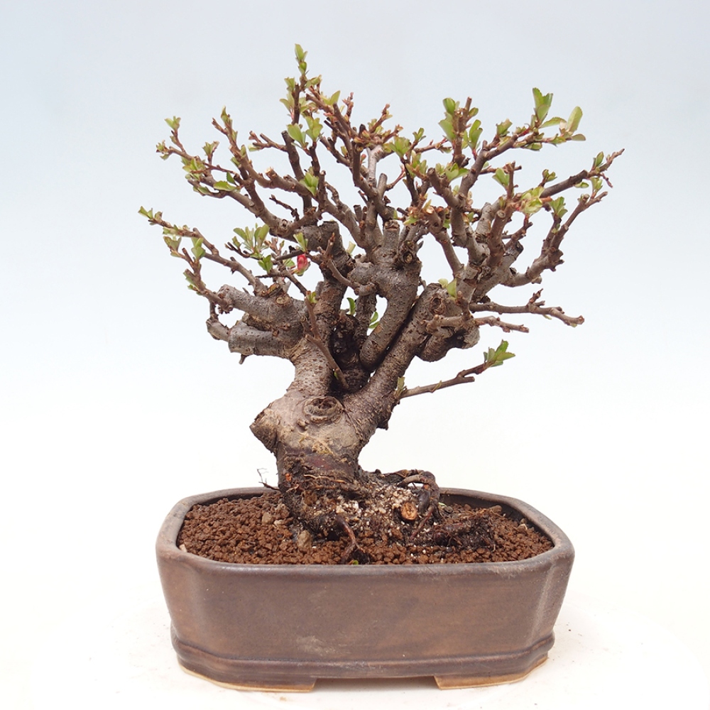 Bonsai für draußen - Chaneomeles speciosa - Quitte
