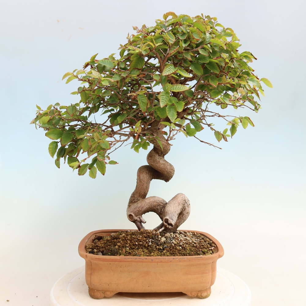 Bonsai für draußen -Carpinus CARPINOIDES - Koreanische Hainbuche