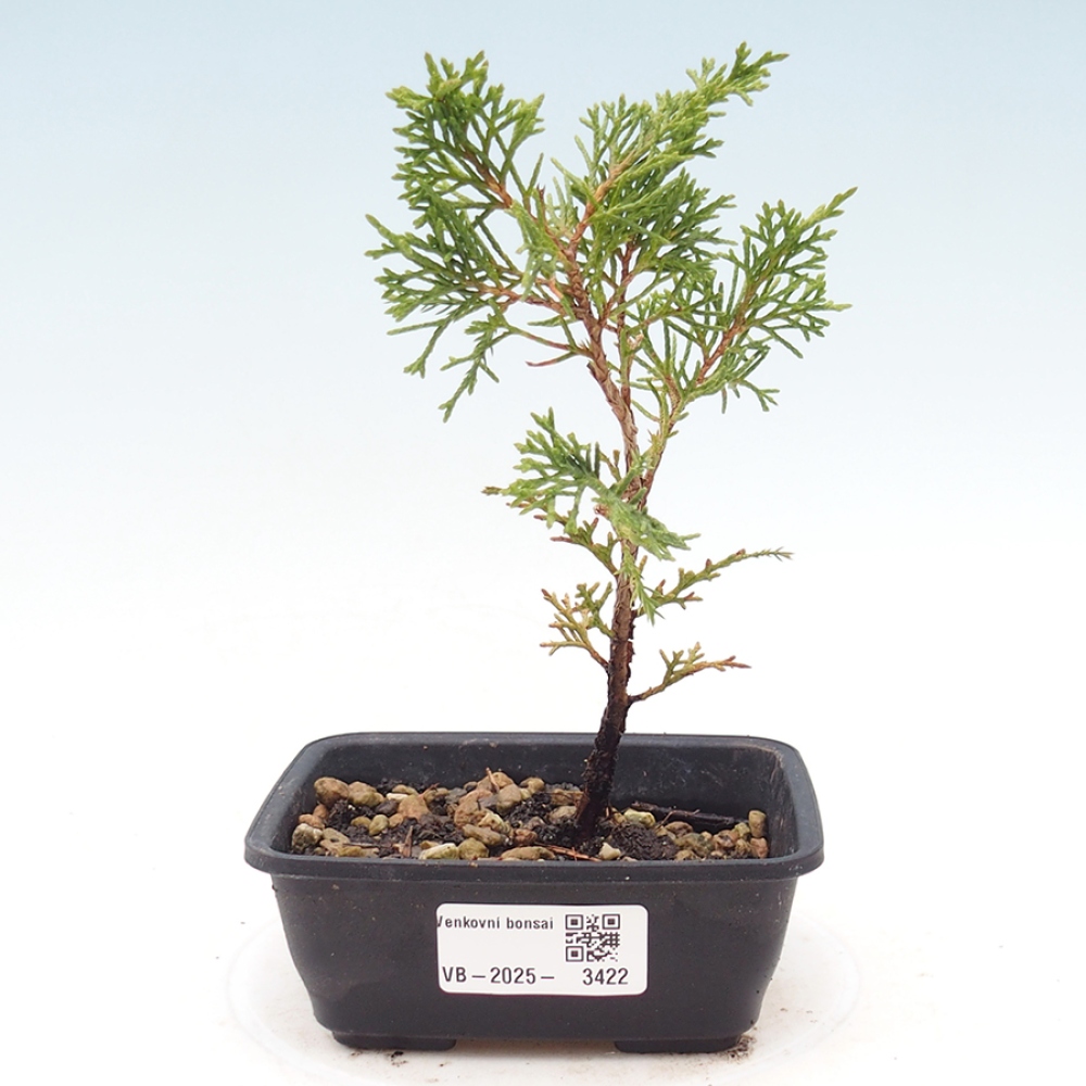 Bonsai für draußen - Juniperus chinensis Itoigawa