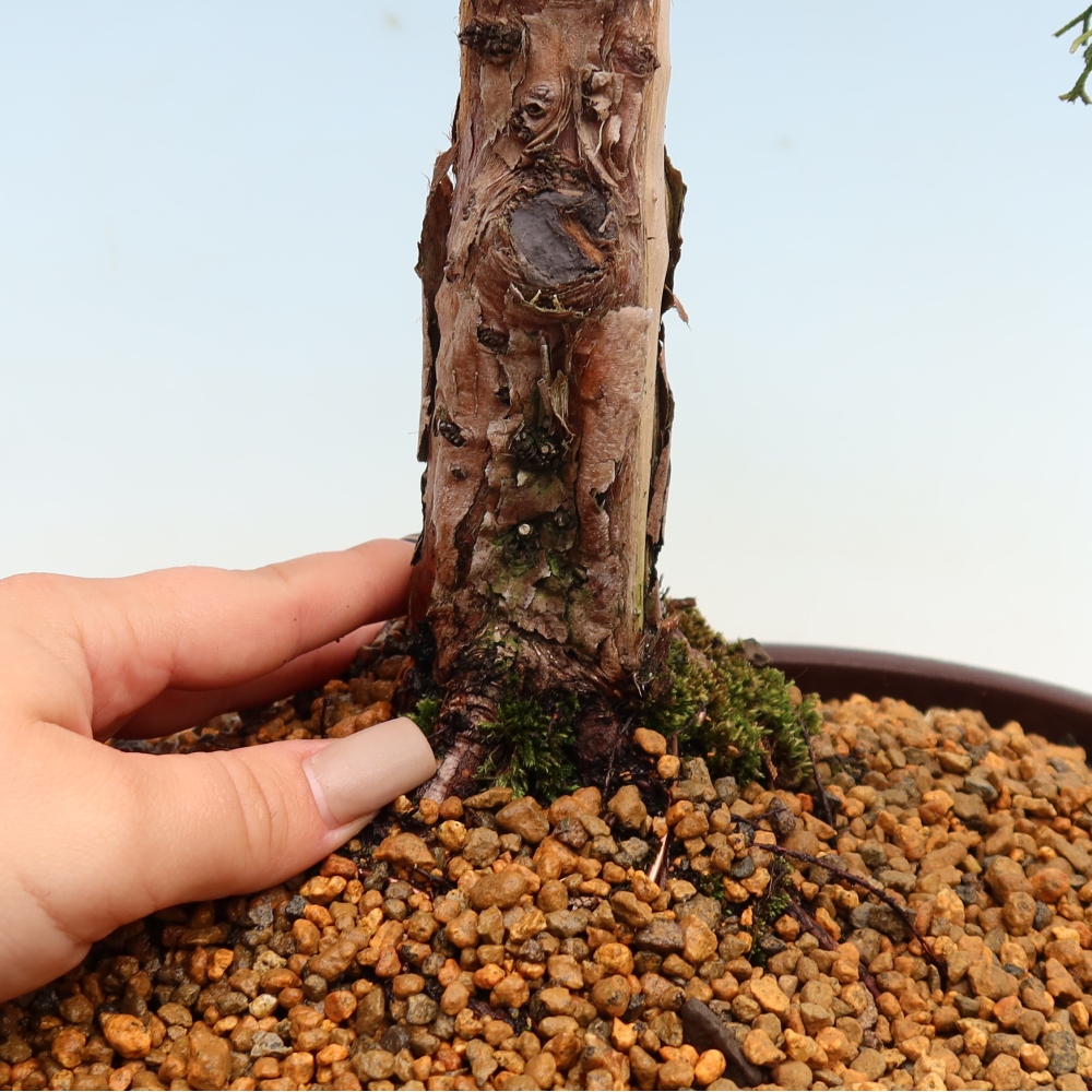 Bonsai für draußen - Juniperus chinensis Kishu