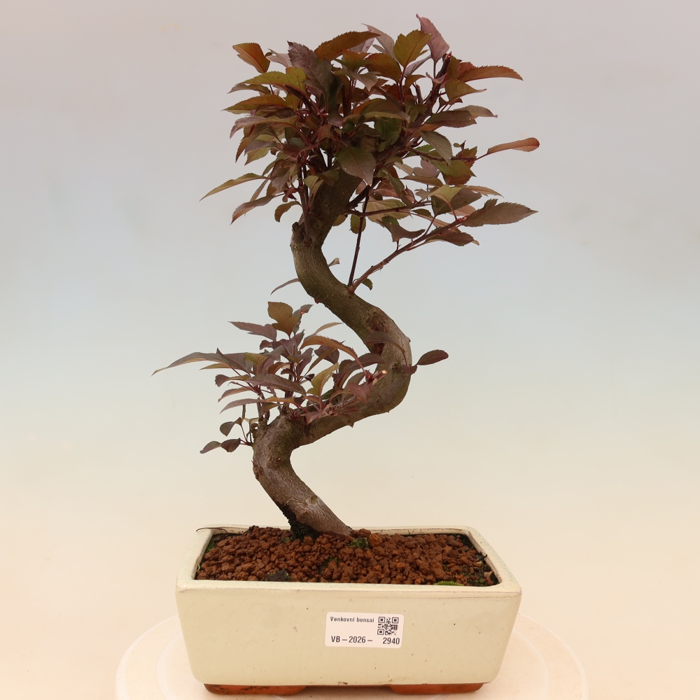 Outdoor-Bonsai -Malus domestica - Kleinfrüchtiger rotblättriger Apfelbaum