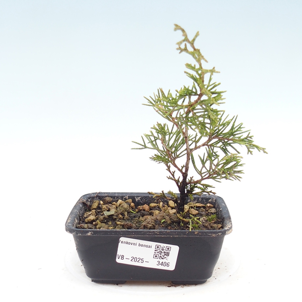 Bonsai für draußen - Juniperus chinensis Itoigawa